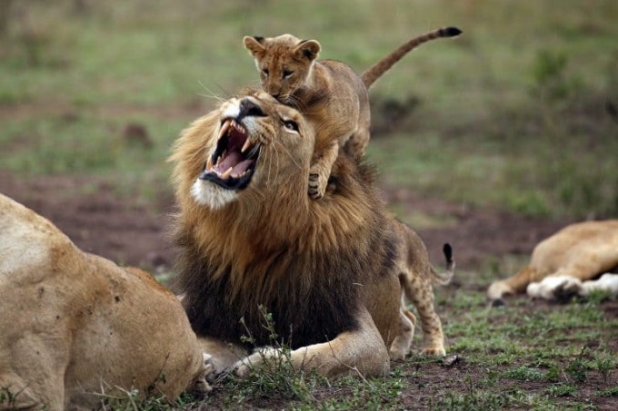 Недовольный лев с детёнышем на голове, был снят фотографом в Южной Африке