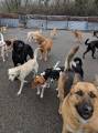 Идеальный снимок: 30 псов приняли участие в коллективном селфи в американском питомнике 3