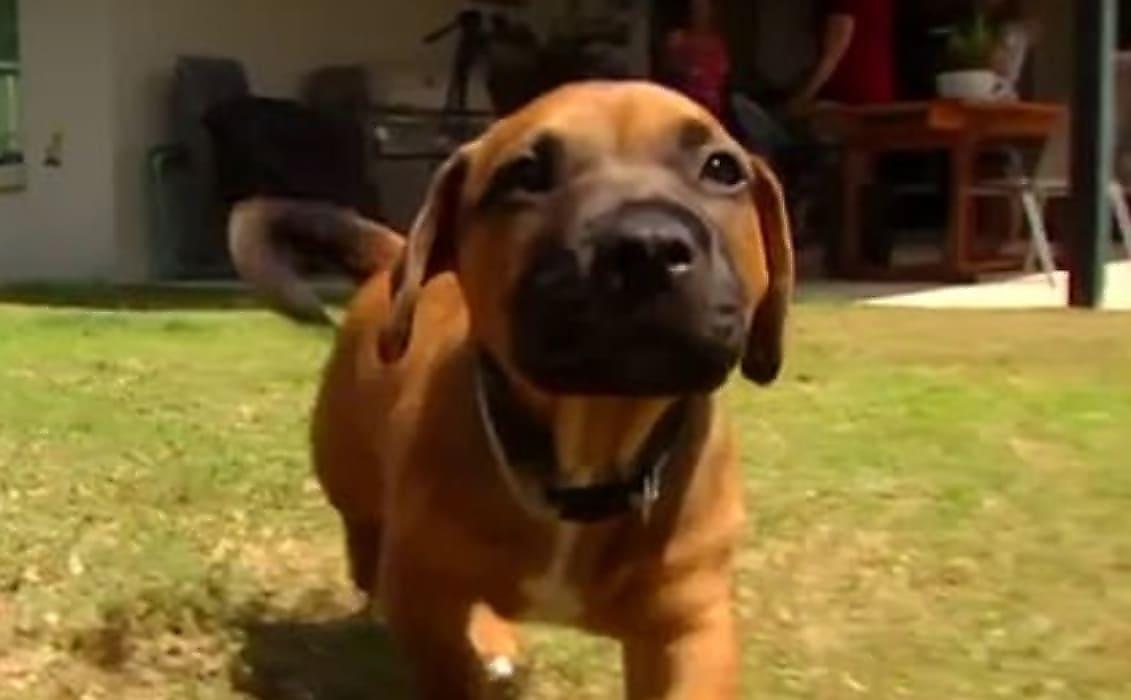 Австралийка в последний момент успела отбить щенка у кровожадного питона - видео