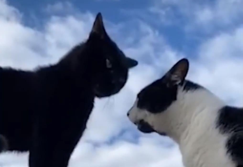 Говорливые коты «обсудили» поведение своей хозяйки и рассмешили Интернет