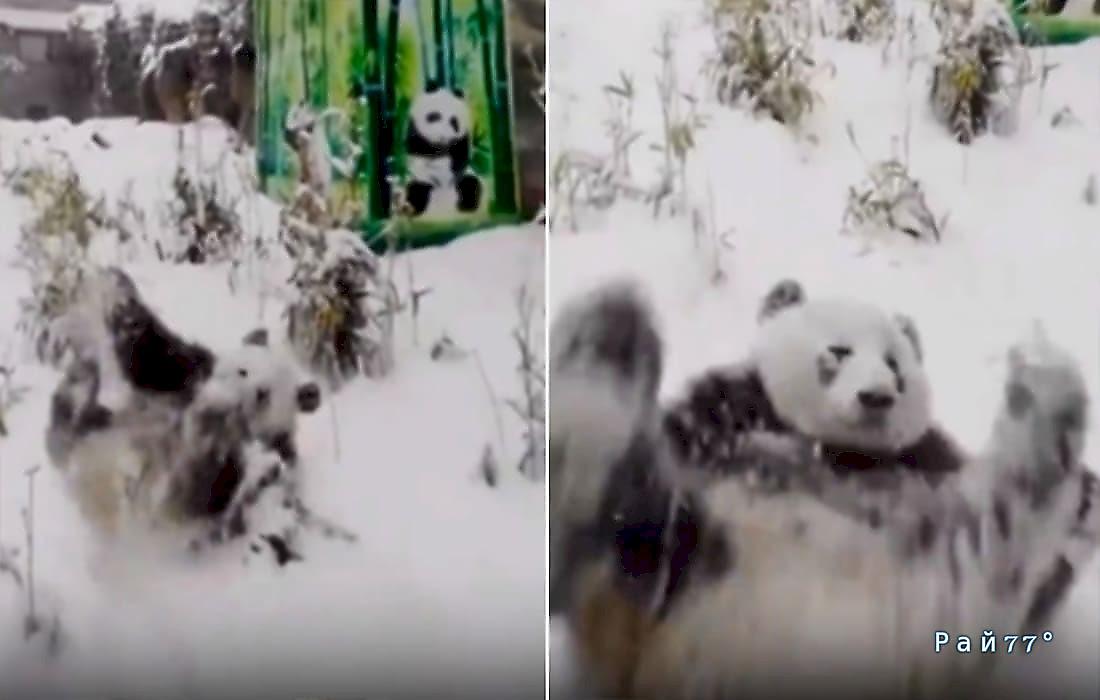 Панда, скатываясь со снежной горки, повеселила посетителей зоопарка: видео