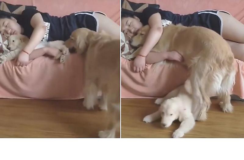 Ревнивая собака убрала на пол щенка, чтобы занять место возле хозяйки ▶