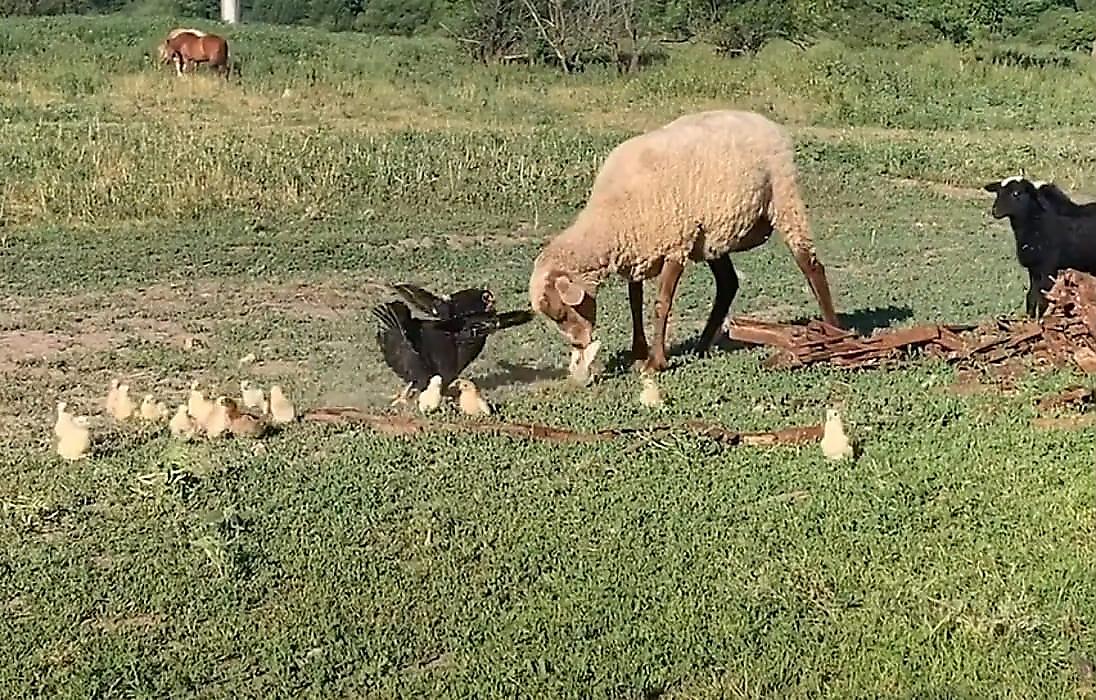Отважная наседка не позволила овце разнообразить цыплёнком свой рацион питания - видео