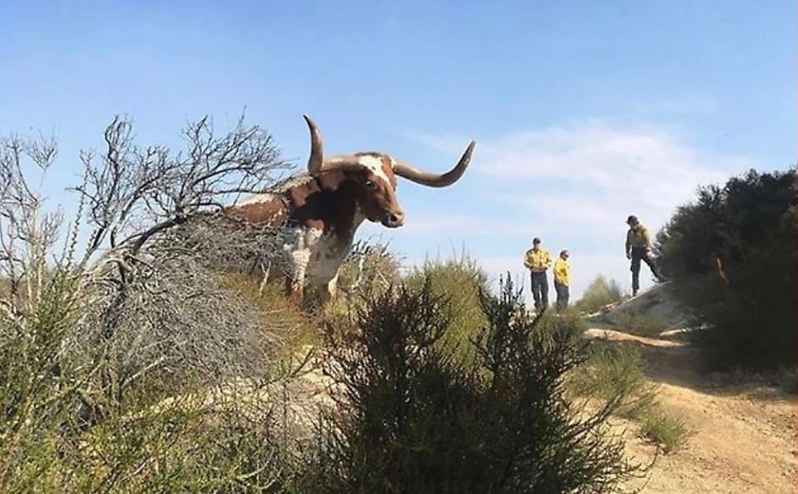 Грозный бык разогнал спасателей прибывших тушить пожар в Калифорнии