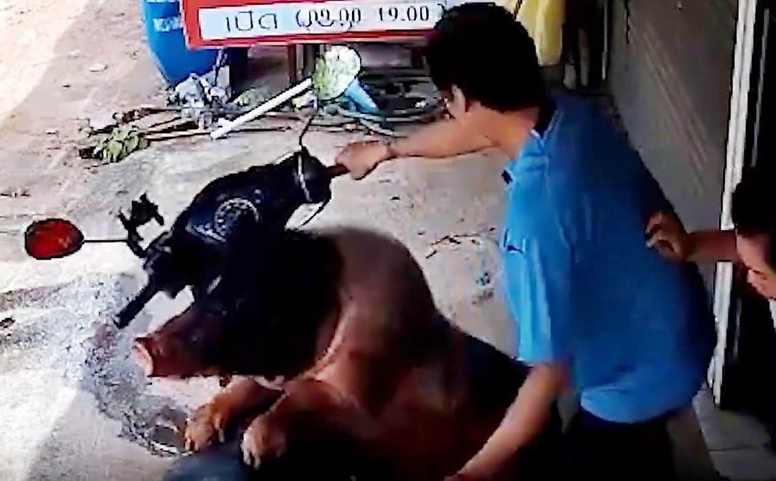 Похотливый хряк, не обращая внимания на мотоциклиста, раскурочил скутер в Таиланде