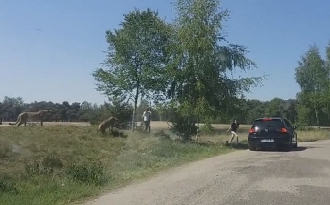 Беспечное французское семейство еле отбилось от гепардов в голландском заповеднике (Видео)