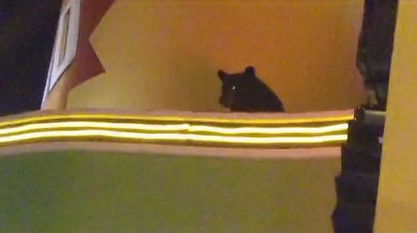 Медведь застрял на крыше театра в Теннесси (Видео)
