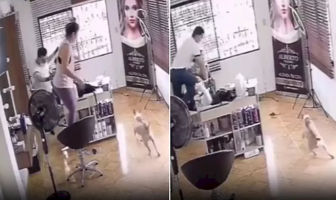 Пёс бросился спасать парикмахеров от крысы и стал героем соцсетей
