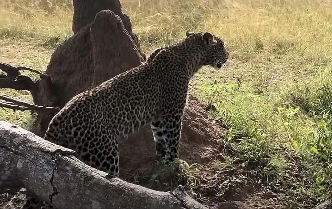 Львы ограбили леопарда и отняли у него тушу на глазах у туристов в ЮАР
