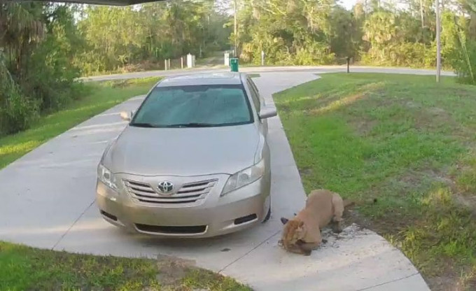 Пума утащила кошку возле частного дома во Флориде (Видео)