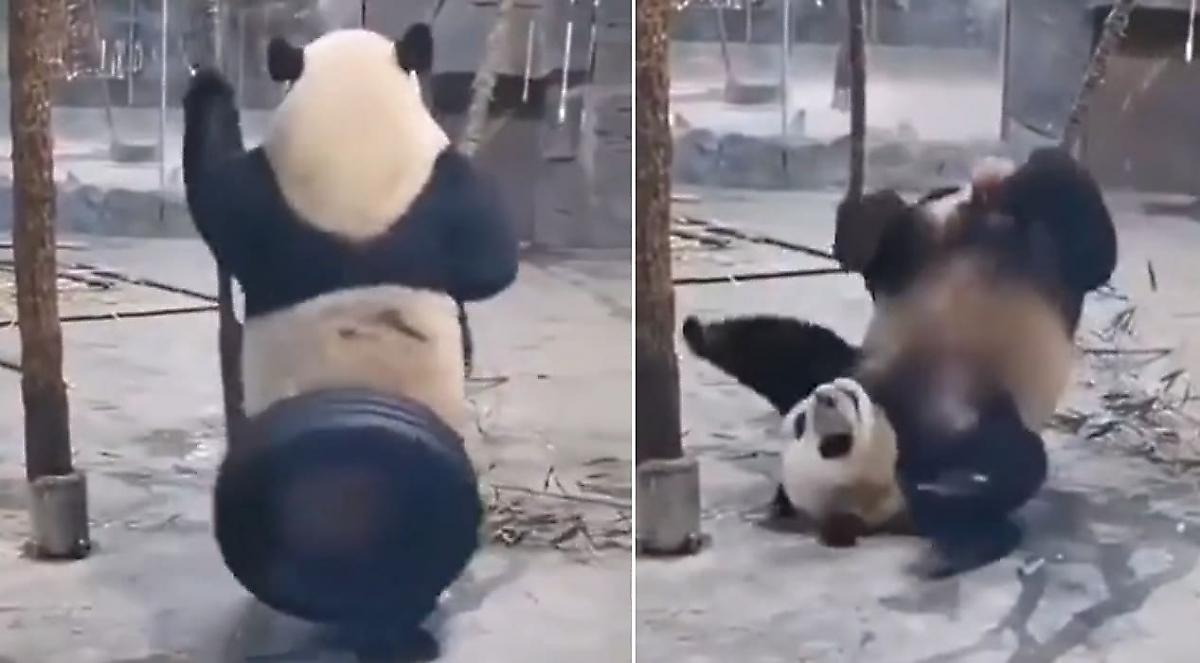 Скучающая панда упала с импровизированных качелей и рассмешила сеть