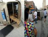 Владелец похищенных собак, во время автопогони, перевернул фургон живодёра в Китае (Видео) 2