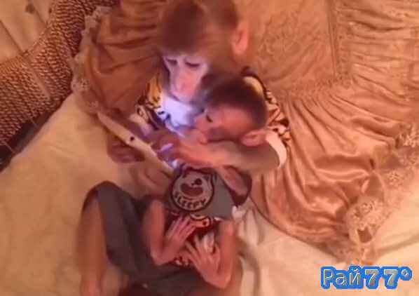 Видеоролик, где обезьяна учит своего детёныша пользоваться планшетом стал популярным в Китае