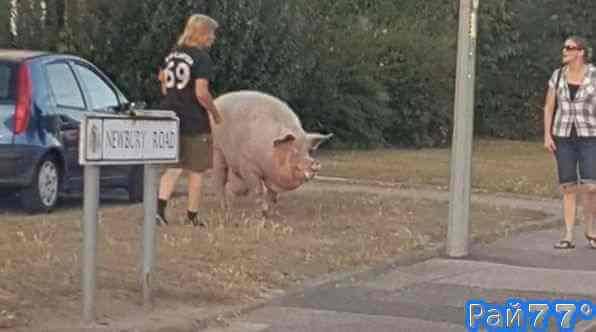 Огромная свинья совершила побег из вольера, чтобы... встретиться с людьми