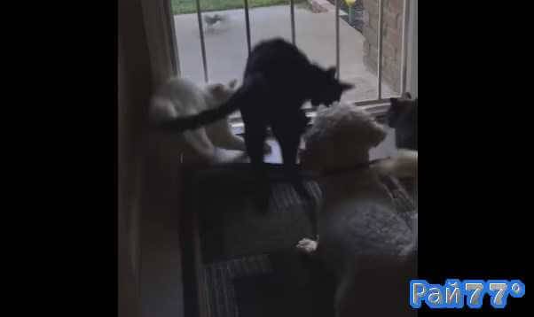 Пудель распугал засевших в засаде кошек (Видео)