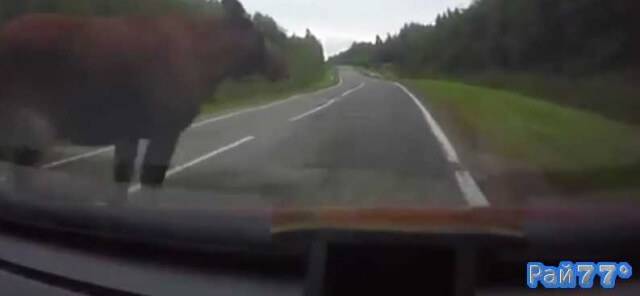 Лосиха «подрезала» легковой автомобиль на авто трассе в России. (Видео)