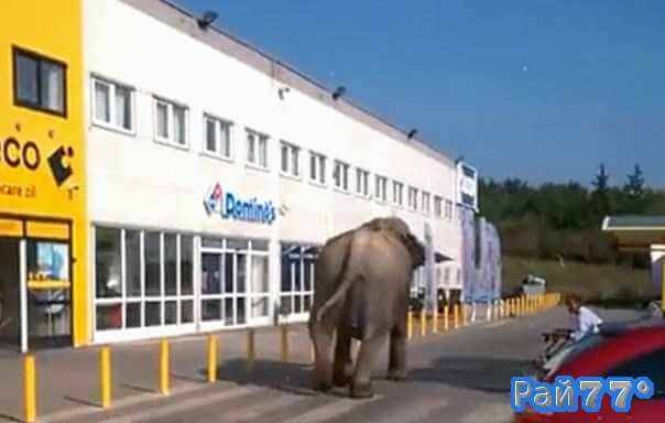 Сбежавший из цирка слон совершил пешую экскурсию по румынскому городу (Видео)