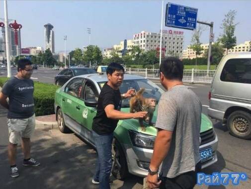 Мужчина с обезьяной противостоят разъярённому таксисту в Китае