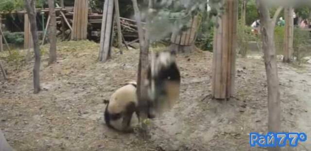 <p>	Комичный момент падения с дерева, а затем ограбления панды, случившееся в заповеднике Wolong Giant Panda в провинции Сычуань, попал в объектив видеокамеры, установленной в вольере животных.</p>