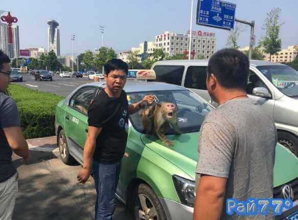 Китайский таксист выгнал из салона автомобиля клиента с цирковой обезьяной, которая «помогала рулить» водителю