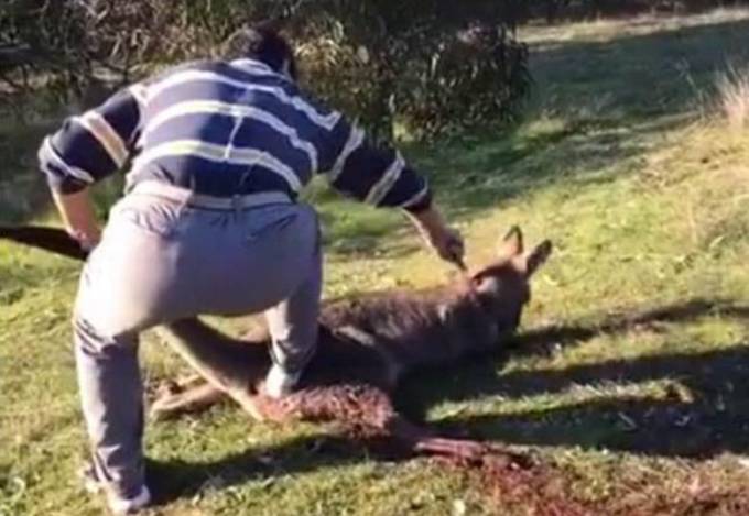ШОКИРУЮЩИЙ КОНТЕНТ ! Китаец проявил «сострадание» и нанёс 18 ударов ножом умирающему кенгуру. (Видео)