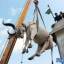 Операция по эвакуации коровы и быка с крыши жилого дома, была проведена в Пакистане (Видео) 1