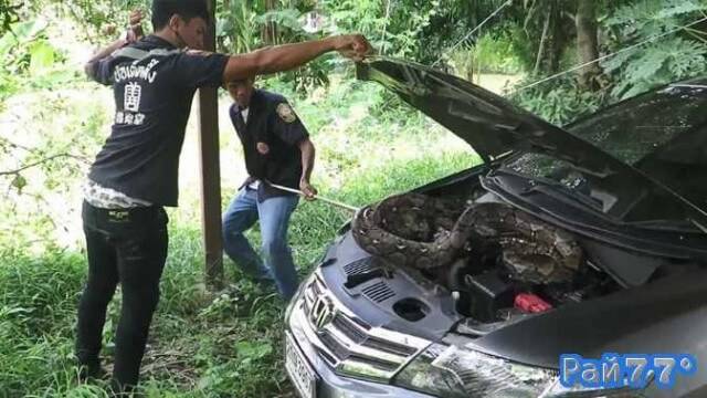 Тайские спасатели не успели спасти кота, которого утащил питон под капот автомобиля. (Видео)