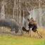 Два лося не поделили забор в заповеднике на Аляске (Видео) 1