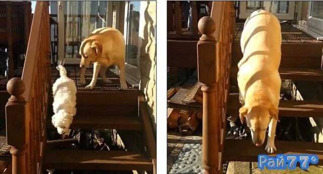 Маленький терьер показал пример лабрадору, как спуститься по лестнице (Забавное видео)
