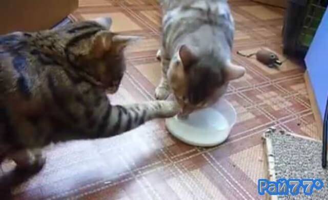 Две миролюбивые кошки покорили интернет во время совместного обеда (Забавное видео)