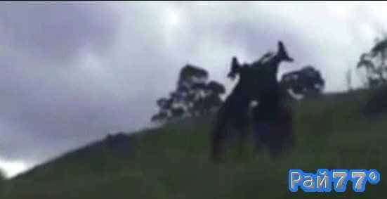 Австралийский бегун стал свидетелем драки двух кенгуру в национальном парке в Аделаиде (Видео)