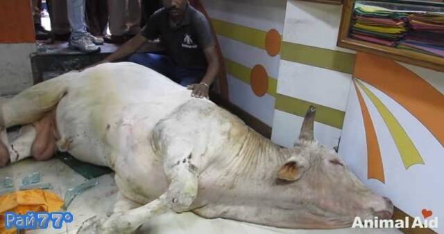 Спасающийся бегством от соперника бык, разгромил магазин в Индии (Видео)