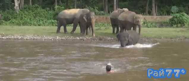 Кхам Ла, смотритель природного парка слонов, расположенного на севере Тайланда проверил бдительность своих подопечных и инсценировал перед ними, будто он тонет.