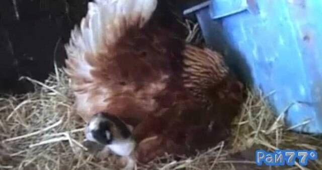 Курица высиживающая яйца согрела двух котят в Австралии (Видео)
