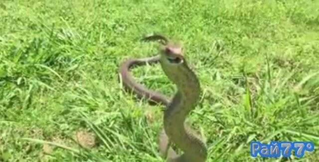 Игра со смертью. Австралийский змеелов, рискуя жизнью провоцировал ядовитую змею к броску. (Видео)