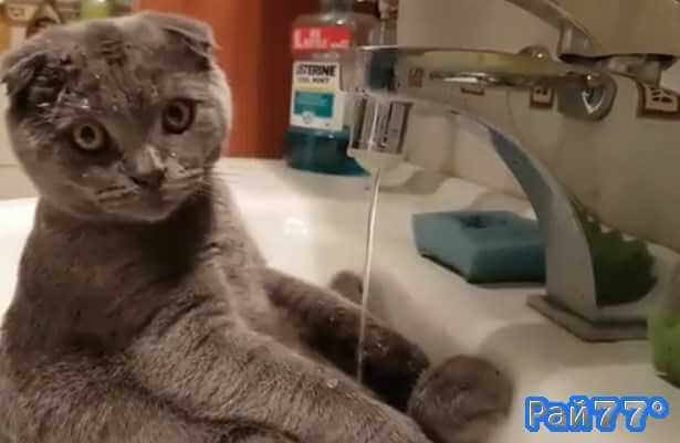Кот принимающий душ в раковине стал знаменитостью в интернете. (Видео)
