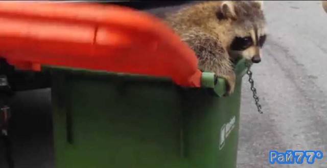 Толстый енот застрял в крышке мусорного контейнера в Канаде (Видео)