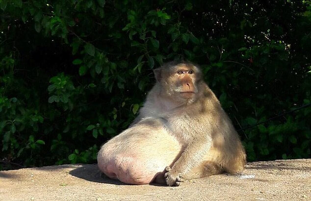<p>
	Чиновники из общества защиты дикой природы озаботились судьбой обезьяны, страдающей от избыточного веса, набранного, благодаря «стараниям» туристов и местных жителей, которые раскормили макаку на «плавучем» рынке, в районе Bang Khun Thian, в Бангкоке.
</p>