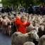 Сотни овец, следуя 800-летней традиции промаршировали по улицам Мадрида. (Видео) 7