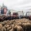 Сотни овец, следуя 800-летней традиции промаршировали по улицам Мадрида. (Видео) 14