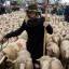 Сотни овец, следуя 800-летней традиции промаршировали по улицам Мадрида. (Видео) 6