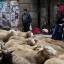 Сотни овец, следуя 800-летней традиции промаршировали по улицам Мадрида. (Видео) 8