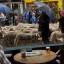 Сотни овец, следуя 800-летней традиции промаршировали по улицам Мадрида. (Видео) 10
