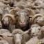 Сотни овец, следуя 800-летней традиции промаршировали по улицам Мадрида. (Видео) 2