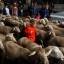Сотни овец, следуя 800-летней традиции промаршировали по улицам Мадрида. (Видео) 4