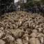 Сотни овец, следуя 800-летней традиции промаршировали по улицам Мадрида. (Видео) 3