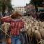 Сотни овец, следуя 800-летней традиции промаршировали по улицам Мадрида. (Видео) 5