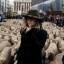 Сотни овец, следуя 800-летней традиции промаршировали по улицам Мадрида. (Видео) 9