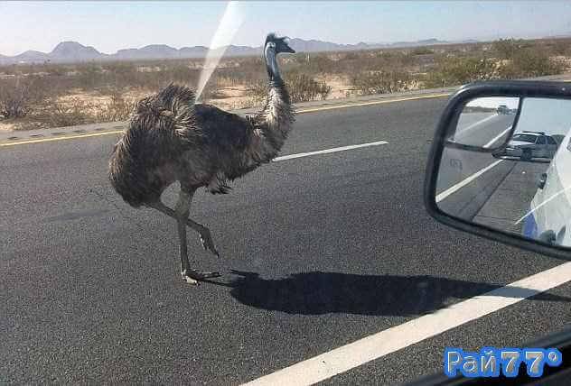 Патрульный автомобиль рано утром, 21 октября принял участие в вялотекущей погоне за большой птицей на магистрали Interstate 10, в 100 километрах от города Феникса (штат Аризона).