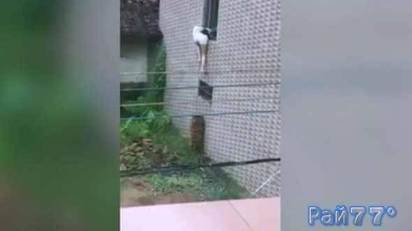 Девушка получила крайне неудачный опыт при попытке залезть в квартиру через окно (Видео)